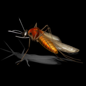 West nile mosquito