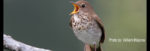 Ornithologist downplays turbine danger to rare bird