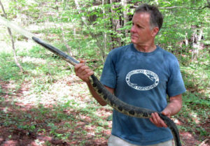 Vermont rattlesnake