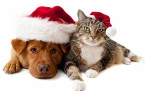 cats-dog-christmas