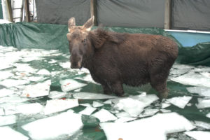 moose-3-2016