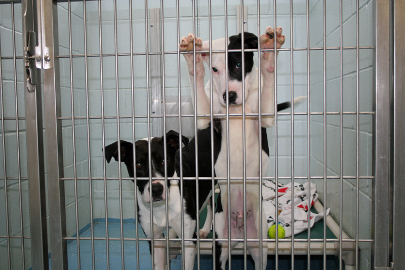 New crop of canines arrives at Springfield Humane Society The Chester