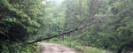 Micro-storm knocks down trees, power lines