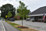 Terrigenous earns Society of Landscape Architects award for Chester tree plan
