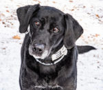 DMV officer from Derry makes her last collar