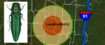 Emerald ash borer found in Londonderry