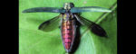 State experts urge action on emerald ash borer beetle