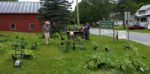 Electronics Collection in Derry; Plant sale in Cavendish; BRGN plans to reopen thrift store