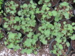 St. Luke's Plant Sale set for end of May