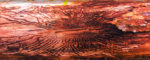 <strong>The emerald ash borer: </strong>What we know, what's being done, what we can do, what we can expect