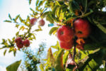 26 Covid cases found among orchard workers in Shoreham