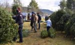 Chester Fire Department Christmas trees sell fast