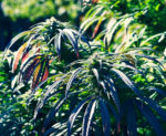 Applicants sought for state Cannabis Control Board