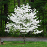 Chester Townscape offers trees, shrubs for sale