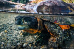 Connecticut River Conservancy gets grant for native turtle protection