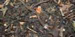 Invasive jumping worms? Webinar offers the skinny on these pests