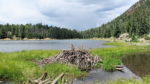 Human & beaver dams: when and how to remove