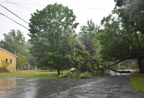 A tree down on wires along School Street